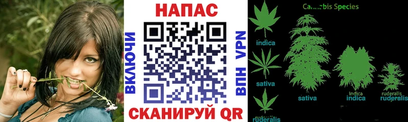 Конопля ГИДРОПОН  Себеж 